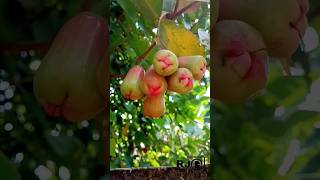 water Apple Chamba #fruitgarden velitha gardens#fruit