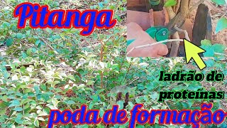 Como fazer  poda de pitanga em detalhes(passo a passo)//Tirar (ladrão-chupão)de proteínas!