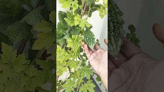 Bitter gourd plant | Kakarakaya #organicfarming #bittergourd #shorts @DrNikithanaveen