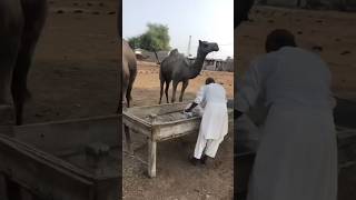 camels market video #camel #youtubeshorts #animals #youtube #wildlife