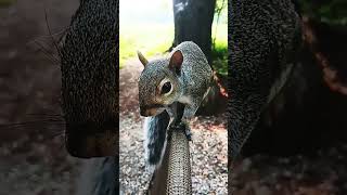 My Squirrels Is A Handsome Fella!