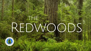 The Majestic Redwoods | Landscape Photography | BACKCOUNTRY JOURNEYS