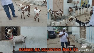 Barbari Bakriya | Pure Nasal Mai Barbari Bakriya | Ghouse Nagar | Bandlaguda Hyderabad