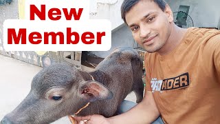 घर पे आया नया मेंबर 😘🌹 Come New Member #kamlendrasingh #new #members #buffalo