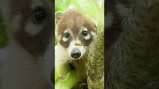 Fakta unik coati❗hewan yang jarang diketahui oleh manusia😱 #faktahewan #coati