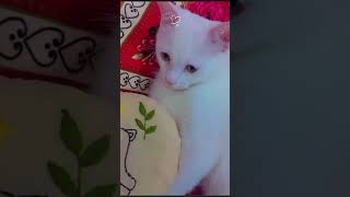 #ھرۃ جمیلۃ#صدى_البلد #خوبصورت بلی/بلی|cute cat