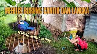 RILIS BURUNG CANTIK UNIK DAN CLASIK|| belakang rumah