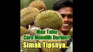 Mau Tahu Cara Memilih Durian Simak Tipsnya