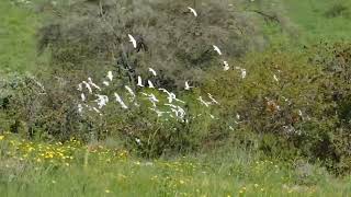 Египетская цапля (Cattle Egret), Тель Кадеш, Израиль