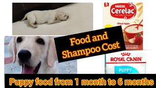 லாப்ரடோர் நாய் பராமரிப்பு | Labrador Dog Food Cost | Shampoo Cost | 1 month to 6 months |Kiki's Time