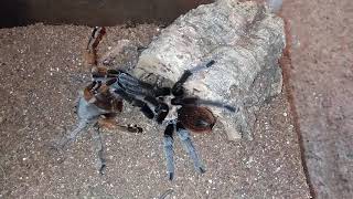 Aphonopelma chalcodes breeding 9/19/19