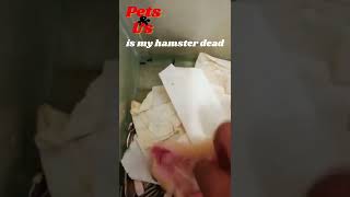 #shorts #hamster #amazinganimals 🐹Hamster dead or sleepy😜