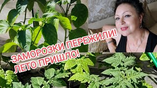 🍅ТОМАТЫ и 🌶🫑ПЕРЦЫ в Открытом грунте после заморозка! ЛЕТО пришло!