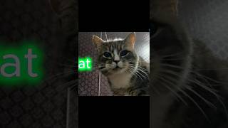 Cat | Cute Cat Sound Animals #shorts #cute #cat