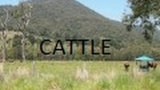 sustainable cattle management