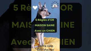 🫧🧽🐕Conserver une MAISON PROPRE avec un CHIEN 🐕 🧽🫧 #chienpropretémaison #propretéchien #maisonpropre