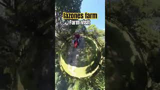 Lazones farming | fruit bearing trees #agriculture #fruitfarmers #fruit #asianfruit