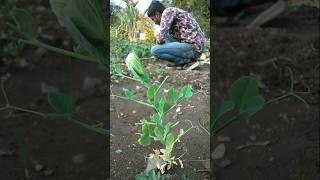 The garlic that was sown in the second bed grew so big #nature #farming #garlic #shorts