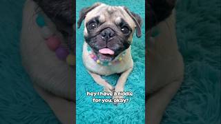 Riddle me this... 🤪 #dog #pug #cute #funny #pets #fyp #shorts