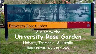 A Visit to the University Rose Garden, Hobart, Tasmania, Australia.