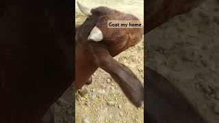 goat in my home caring #letest #tranding #safer #chennai #music #mangalore #goat #farming #hitech