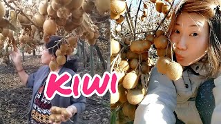 Thu hoạch kiwi tại vườn ở California ( nông thôn nước Mỹ) - Picked kiwi in the US #shorts