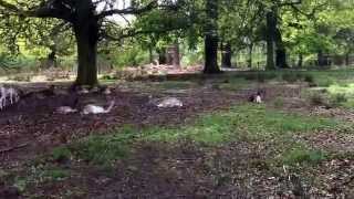 Deer! Richmond Park