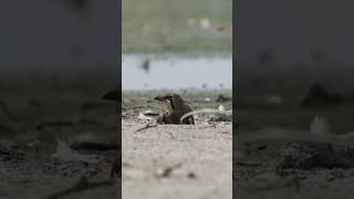 Interesting Summer Scene: Oriental Pratincole's Fascinating Cooling habit#shorts #ytshorts