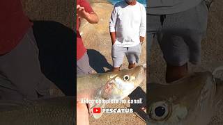 Robalo peva de praia! Vídeo completo no canal ✅ #fishing #pesca