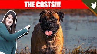 COST OF OWNING BOERBOEL