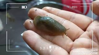 درست کردن آکواریوم برای حلزون ها🥰🐌🐌
#حلزون#آکواریوم حلزون #تخم حلزون