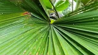 Licuala grandis - Potato Chip Palm - Palm Kipas - Rare Palm Tree