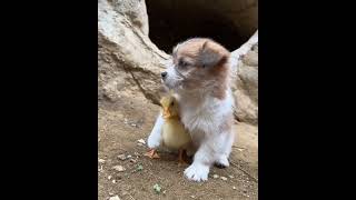 the best video for purity of friendship the puppy and ducklies