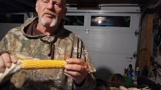 Pop Corn harvest on the homestead