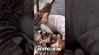 Bayi harimau dibesarkan oleh seekor anjing