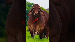 #cow #redcow #bull #haiderhaiderrecords #animals #horse #calf #buffalo #shorts #viral