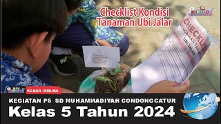 Kegiatan P5 Kelas 5 SD Muhammadiyah Condongcatur: Checklist Kondisi Tanaman Ubi Jalar