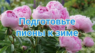 Подготовка пионов к зиме  Обрезка  Подкормка  Лечение  Укрытие