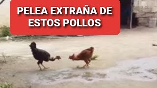 Pelea Epica de dos pollos