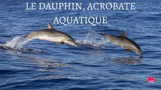 Le dauphin, acrobate aquatique