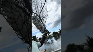 #crabbing #viralvideo #charlestonsouthcarolina