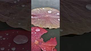 Diamonds on water lilies leaves