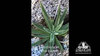 Quick Peek: Dudleya in the desert