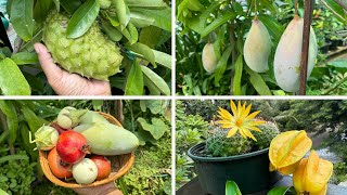 Happy World Environment Day! Harvesting fruits and vegetables from my terrace garden 🪴🥭🍋‍🟩🍈🍆