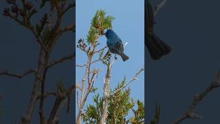 Indigo Bunting #indigobunting #binoculars #binoculars #bird #birdwatching #backyardanimals #birding