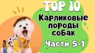 ТОП-10 Самые МАЛЕНЬКИЕ породы собак. 1-я пятерка пород собак по размеру.