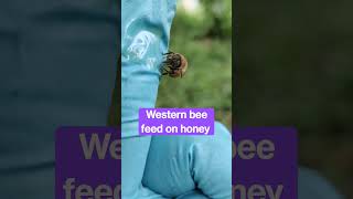 Western Bee feed on Honey #shorts #apismellifera #honeybee #trendingshorts