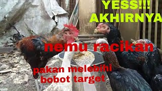 YESS!! AKHIRNYA TEMBUS MELEBIHI TARGET BOBOT DENGAN PAKAN INI