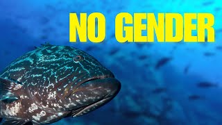 Grouper Facts You DIDN’T Know