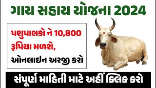 ગાય સહાય યોજના 2024 પશુપાલકને વાર્ષિક ₹10,800 રૂપિયા આપવામાં આવશે અહીં થી અરજી કરો #sarkarijamai